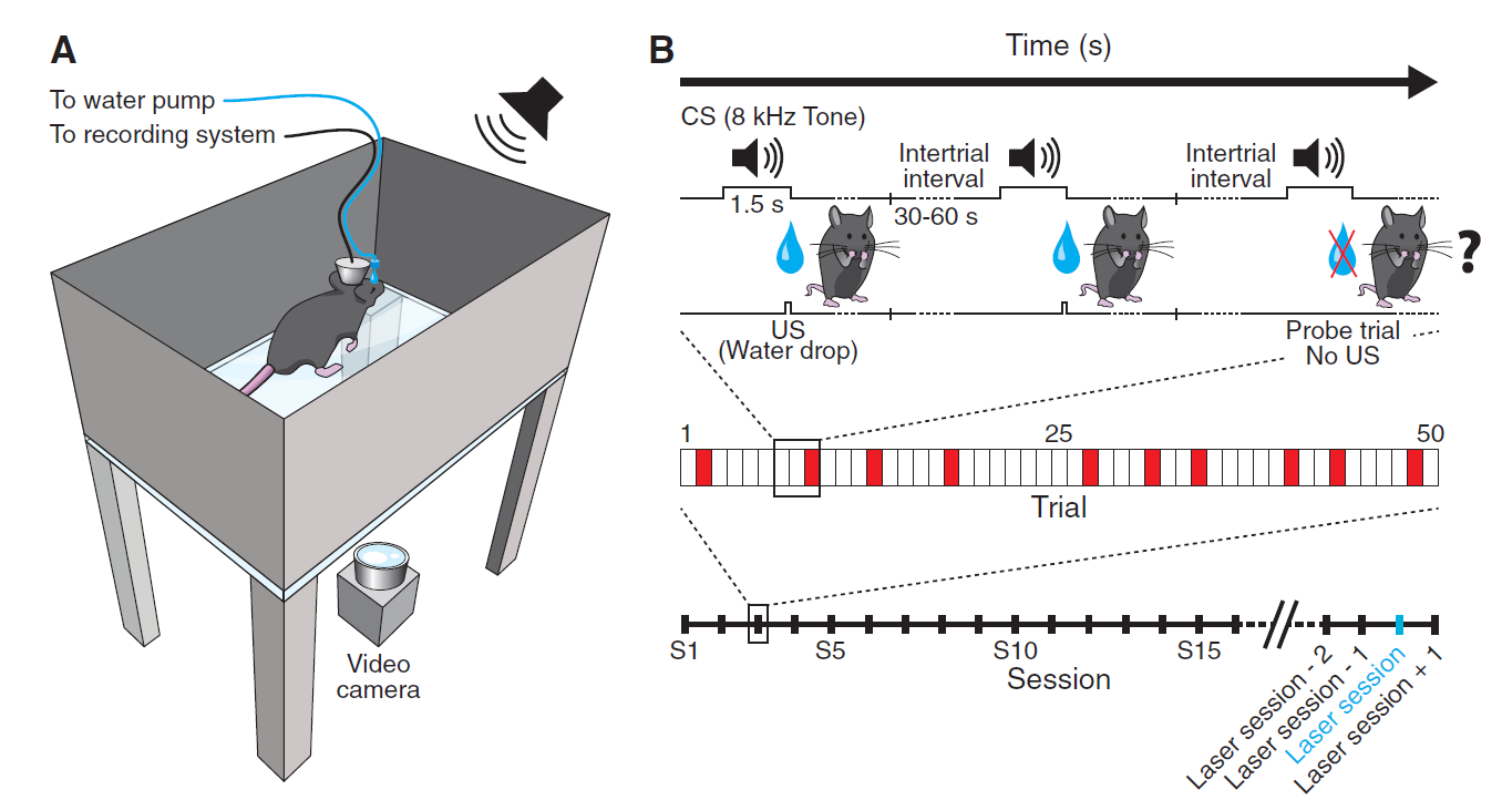 Optogenetic Stimulation of Lateral Orbitofronto-Striatal Pathway Suppresses Compulsive Behaviors