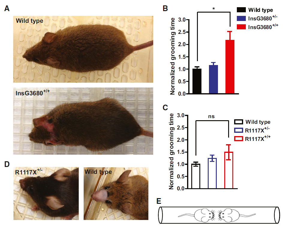 Mice with Shank3 mutations associated with ASD and schizophrenia display both shared and distinct defects