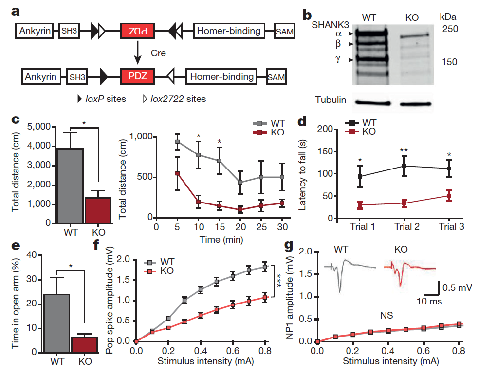 Adult restoration of Shank3 expression rescues selective autistic-like phenotypes