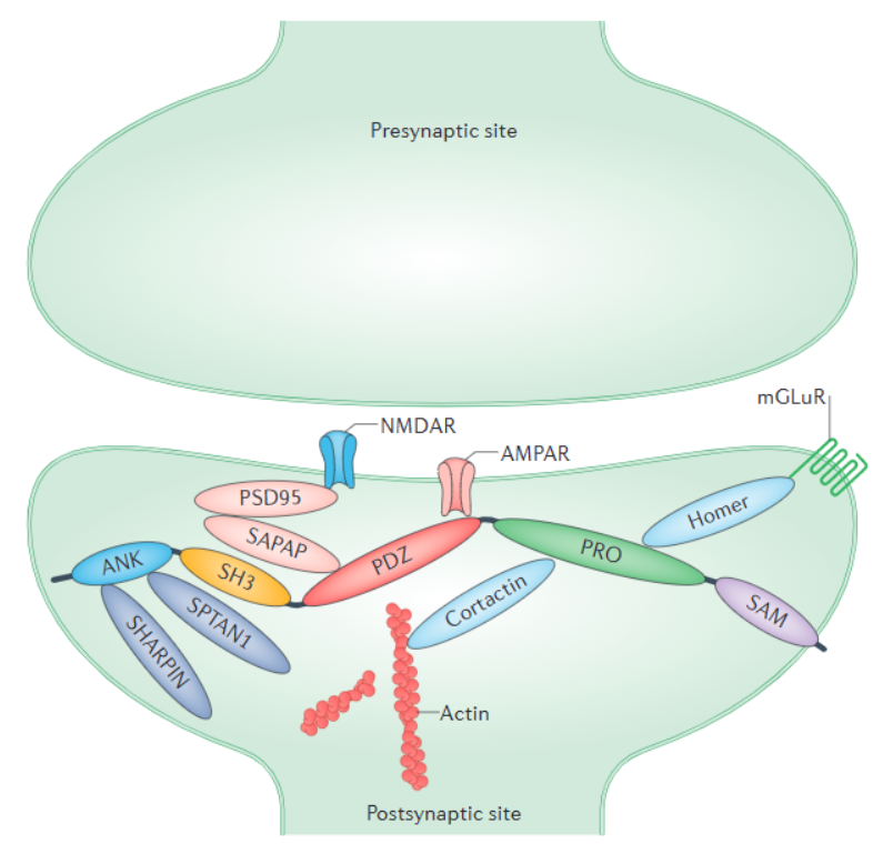 SHANK proteins - roles at the synapse and in autism spectrum disorder