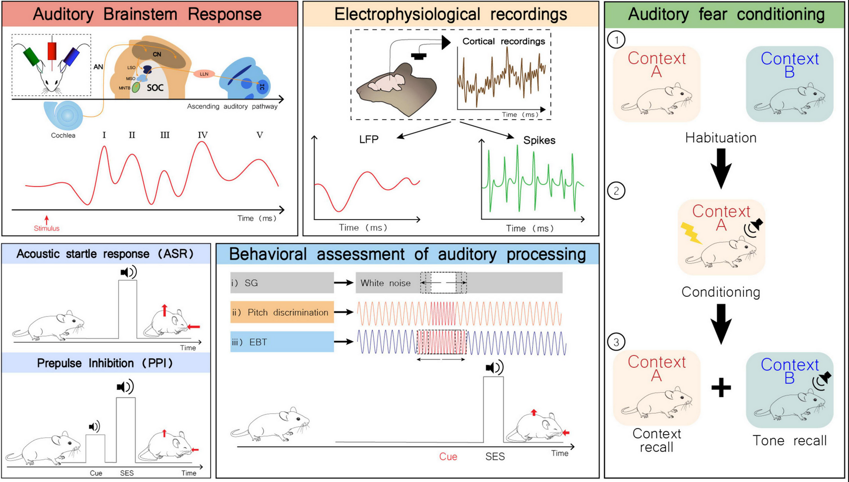 Auditory dysfunction in animal models of Autism Spectrum Disorder