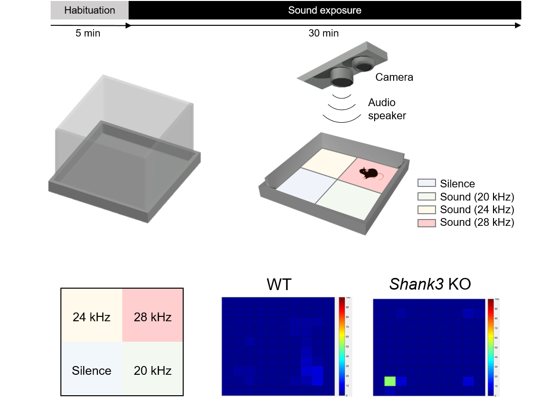 The Shank3-InsG3680(+/+) mouse model of autism spectrum disorder displays auditory avoidance in a novel behavioral test