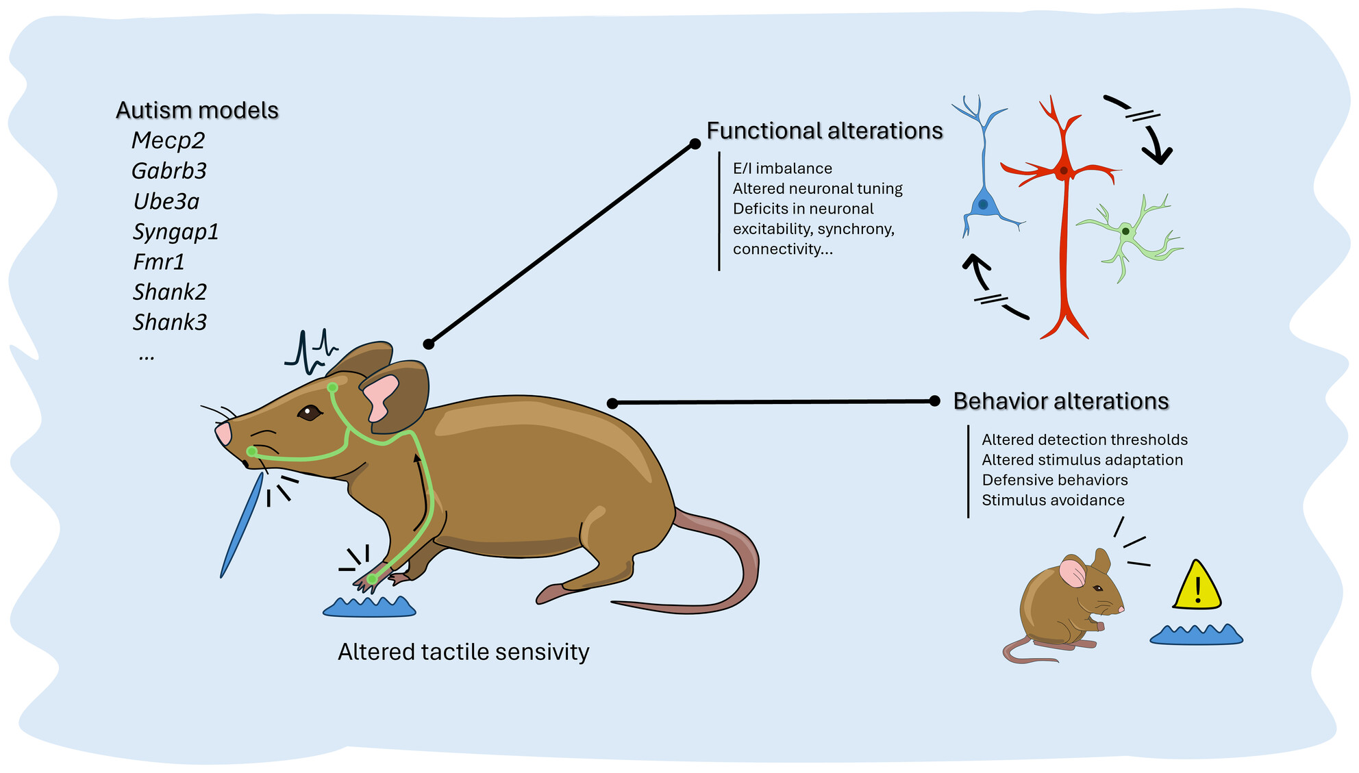 Tactile sensory processing deficits in genetic mouse models of autism spectrum disorder