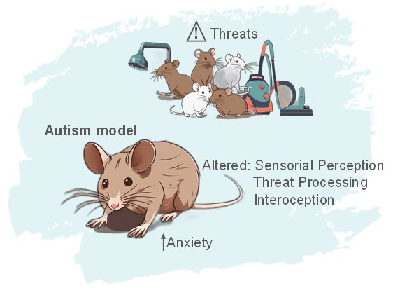 From synaptic dysfunction to atypical emotional processing in autism