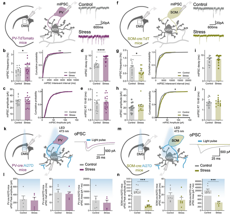 Chronic stress causes striatal disinhibition mediated by SOM-interneurons in male mice