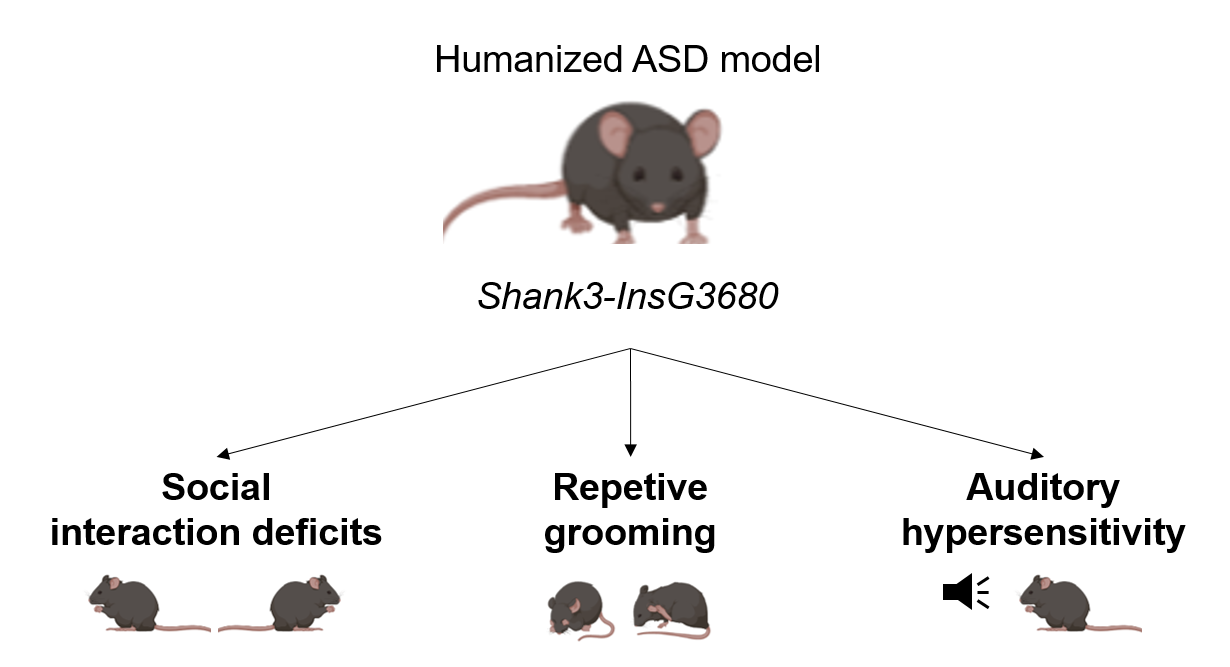 Neurobiological mechanisms underlying ASD