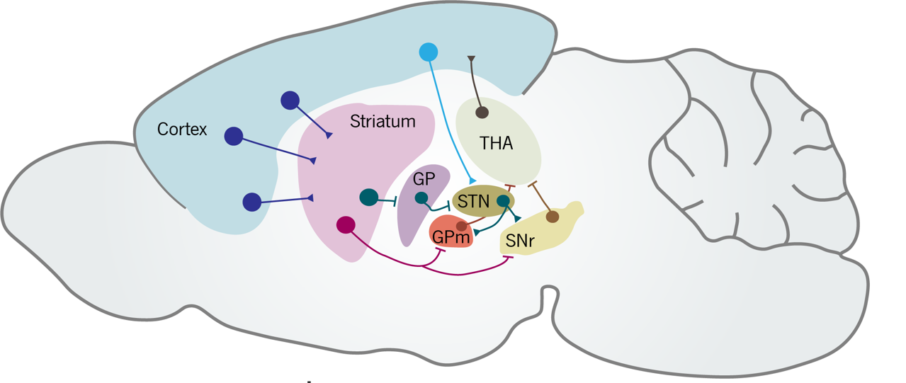 Synaptic dysfunction of corticostriatal circuits